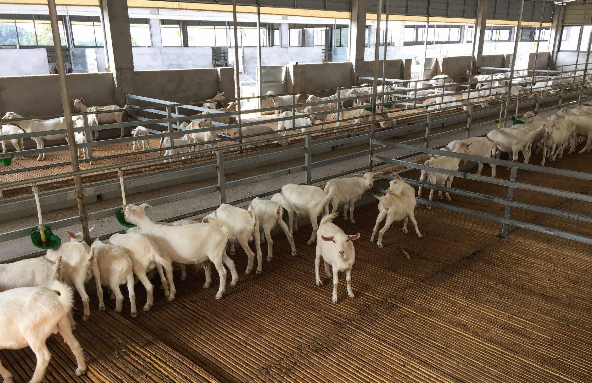 三羊洗Edl故障揭秘！这些解决办法你知道吗？